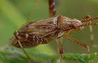 Phytocoris varipes