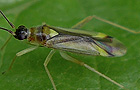 Campyloneura virgula