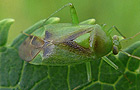 Neolygus viridis