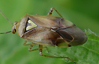 Gemeine Wiesenwanze