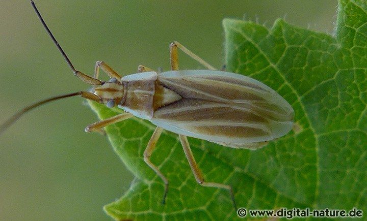 Weichwanze Acetropis carinata