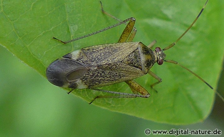 Closterotomus fulvomaculatus lebt an Waldrändern