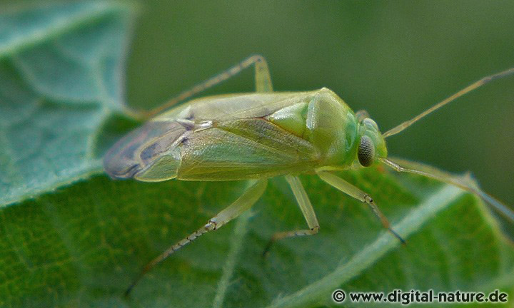 Weichwanze Neolygus contaminatus