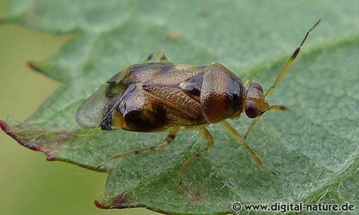 Glänzende Weichwanze Deraeocoris lutescens