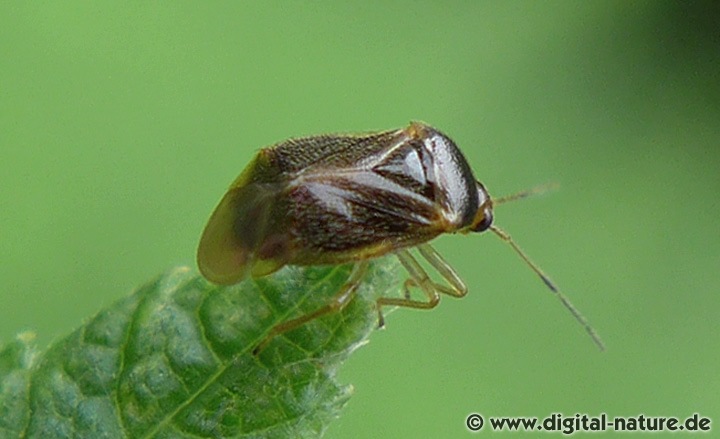 Farn-Wichtel Monalocoris filicis