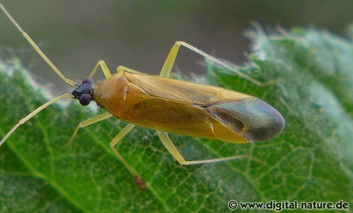 Schwarzköpfige Eichenweichwanze Phylus melanocephalus