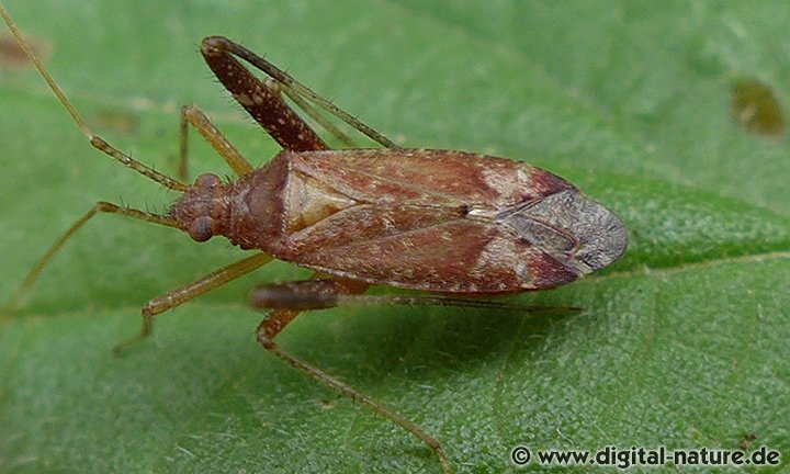Rotbraune Laubwanze Phytocoris ulmi
