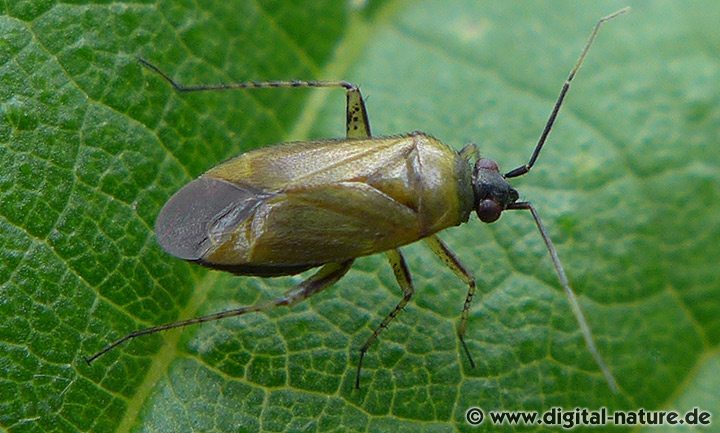 Braunschwarze Nesselweichwanze Färbung