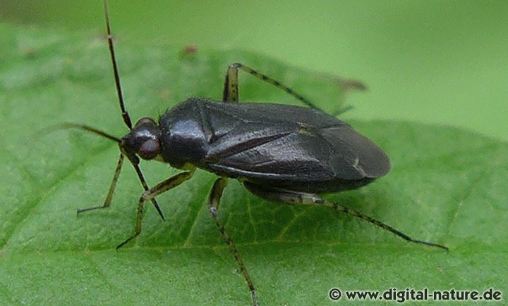 Plagiognathus arbustorum (Schwarze Farbmorphe)