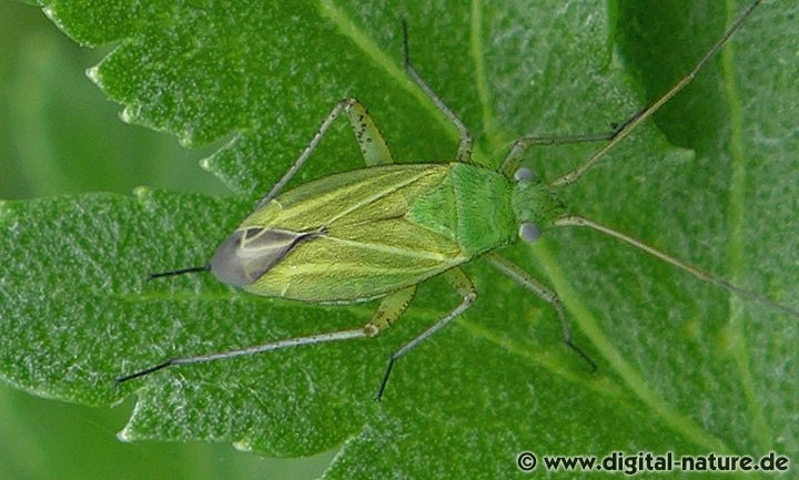 Helle Krummnase Oncotylus punctipes