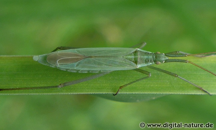 Weichwanze Megaloceroea recticornis