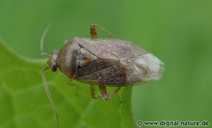 Behaarte Wiesenwanze Lygus rugulipennis