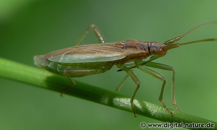 Wiesen-Schmalwanze Stenodema holsata