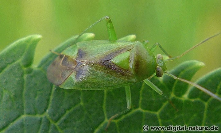 Weichwanze Neolygus viridis