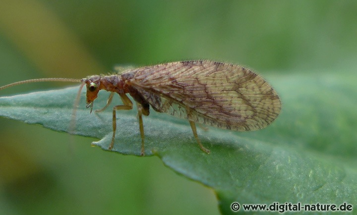 Brauner Taghaft Micromus angulatus