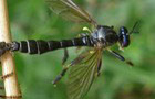 Raubfliegen