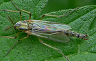 Chironomus