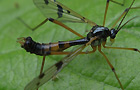 Faltenmücke