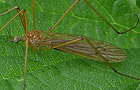 Phylidorea ferruginea