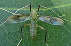 Stenochironomus gibbus