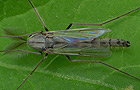 Glyptotendipes spec.