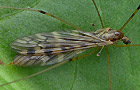 Limonia hercegovinae