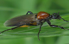Gartenhaarmücke