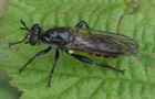 Kleine Mordfliege