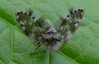 Clytocerus ocellaris