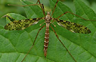 Augenschnake