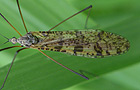 Limnophila schranki
