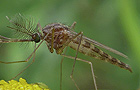 Ochlerotatus spec.