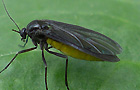 Sciara cf. hemerobioides