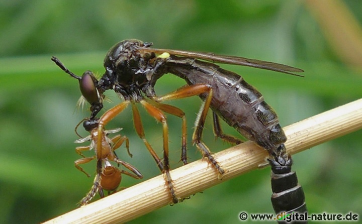 Dioctria cothurnata Weibchen im Hohen Holz