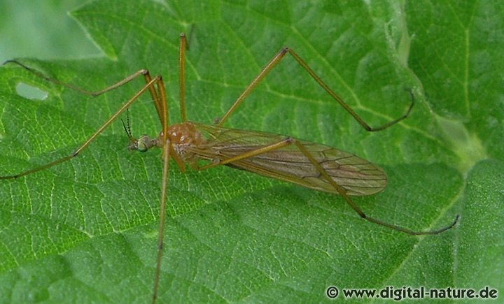 Stelzmücke Phylidorea ferruginea