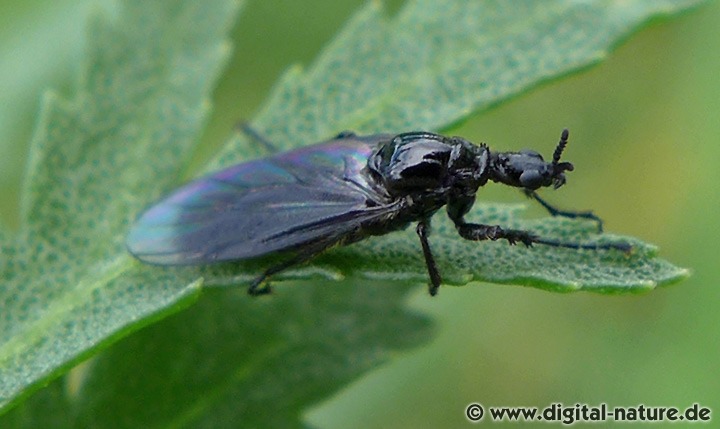 Dunkelflügelige Haarmücke Dilophus febrilis