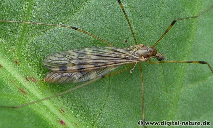 Stelzmücke Limonia hercegovinae