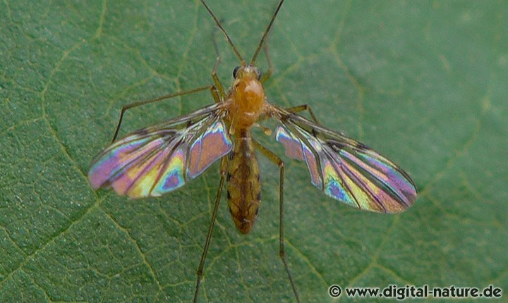 Langhornmücke Macrocera phalerata