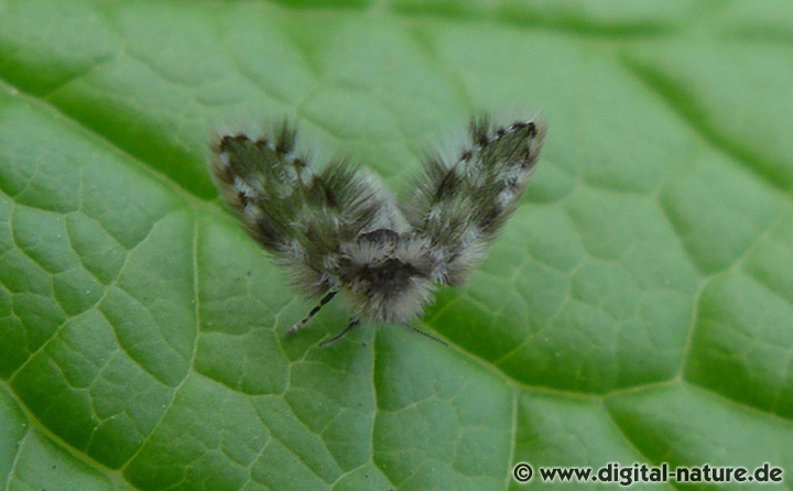Psychodidae in den Überläufen von Waschbecken oder Toilettenabflüssen