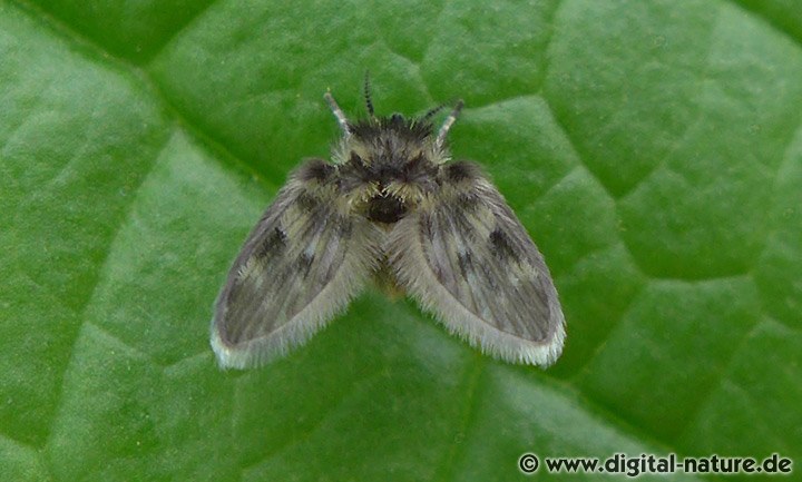 Psychodidae Familie (Schmetterlingsmücken)