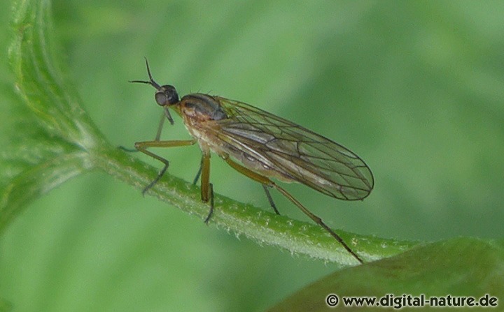 Die Tanzfliege Empis trigramma hat drei dunkle Streifen auf dem Thorax