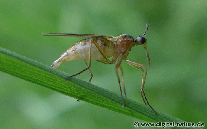 Empis trigramma Weibchen in Neustadt am Rübenberge