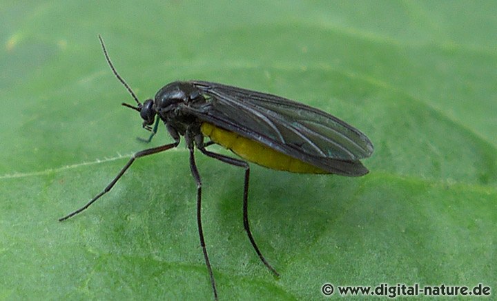 Trauermücke Sciara cf. hemerobioides