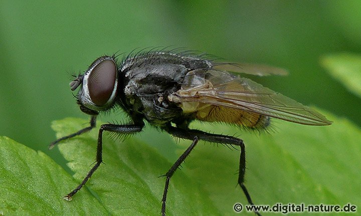 Herbstfliege Musca autumnalis