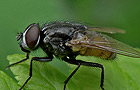 Musca autumnalis