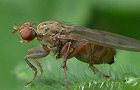 Scathophaga furcata