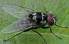 Limnophora trigrina