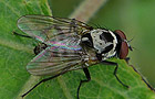 Anthomyia procellaris