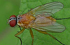 Achanthiptera rohrelliformis