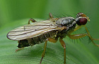 Norellisoma cf. striolatum